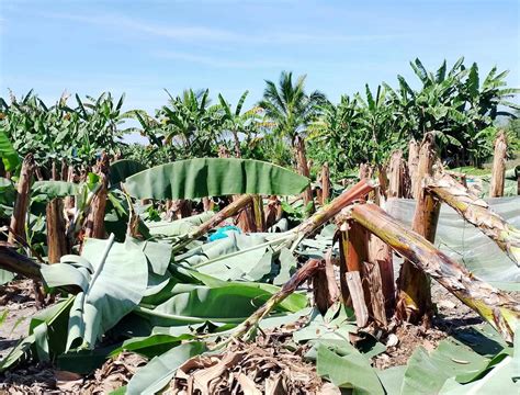 sumifru philippines corporation photos|Sumitomo Fruit to expand Philippine banana plantations.